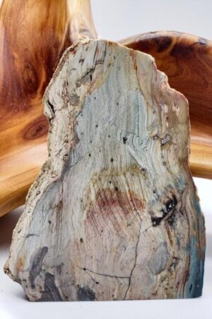Petrified Wood Slab